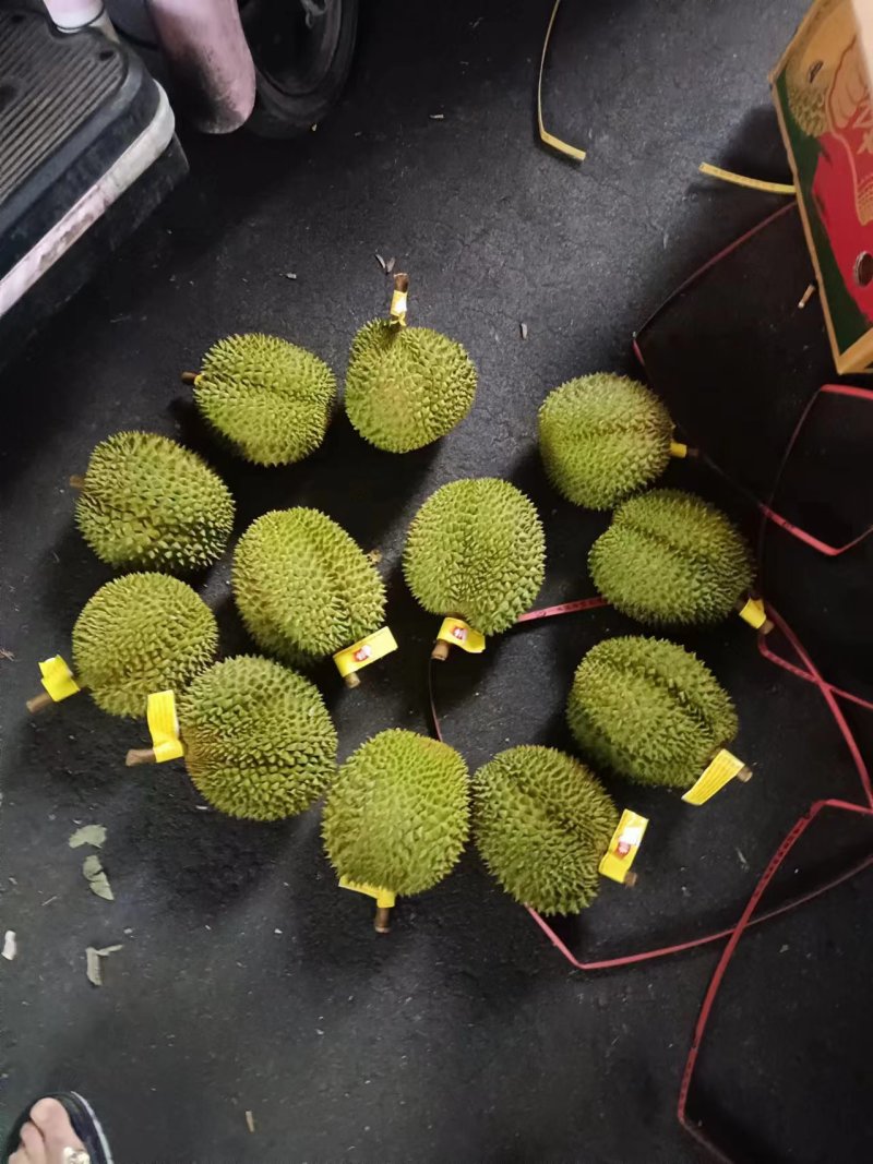 金枕头小巴掌榴莲，青尼榴莲，托曼尼榴莲