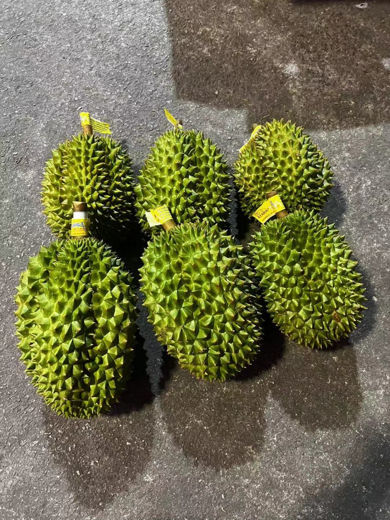 金枕头小巴掌榴莲，青尼榴莲，托曼尼榴莲