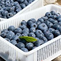 优质蓝莓，可接超市，团购，等各大合作商