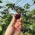 脆甜可口的山东大樱桃上市了，支持视频看货实地考察