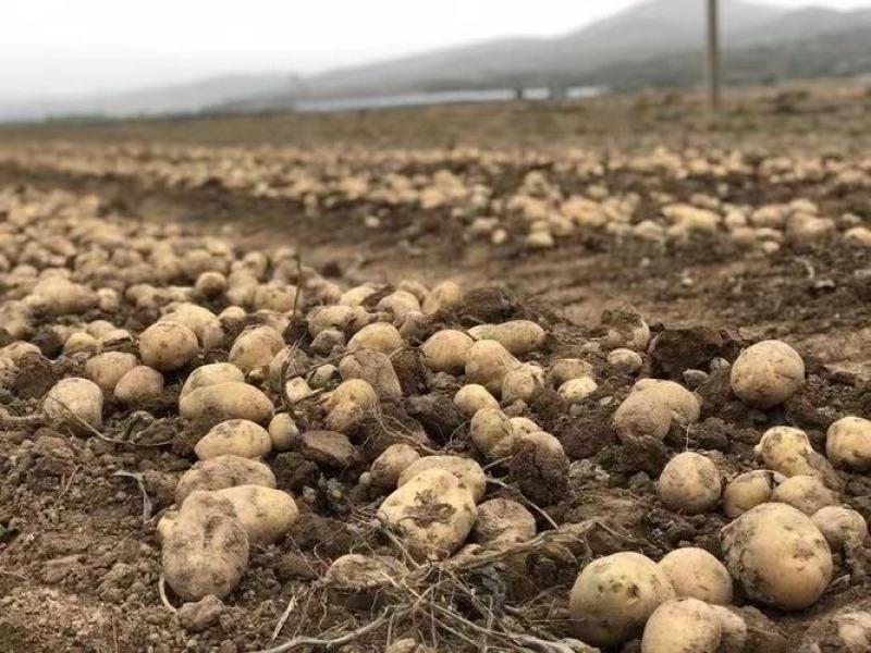 【推荐】土豆黄心土豆产地一手货源，种植基地！保质保量