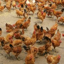青脚公鸡出售4-5个月散养