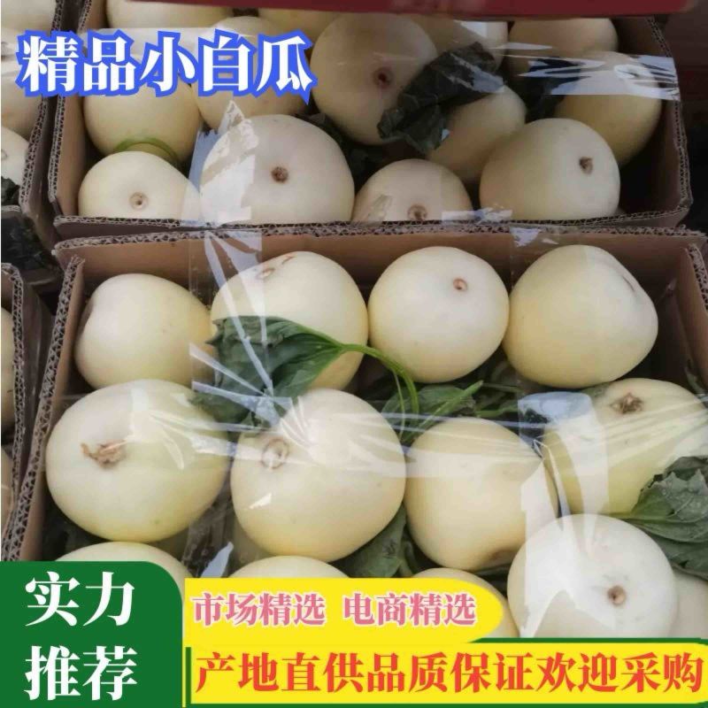 【精品】安徽小白瓜甜瓜白沙蜜伊丽莎白甜瓜大量现货需
