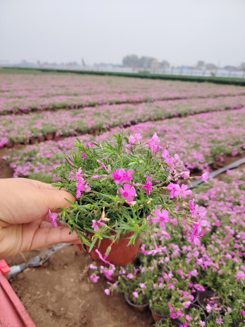 福禄考，宿根福禄考，芝樱基地直销常年供应各种绿化苗木