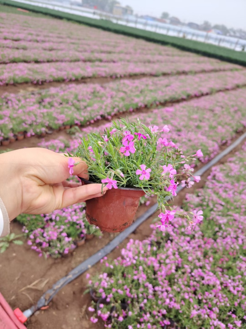 福禄考，宿根福禄考，芝樱基地直销常年供应各种绿化苗木