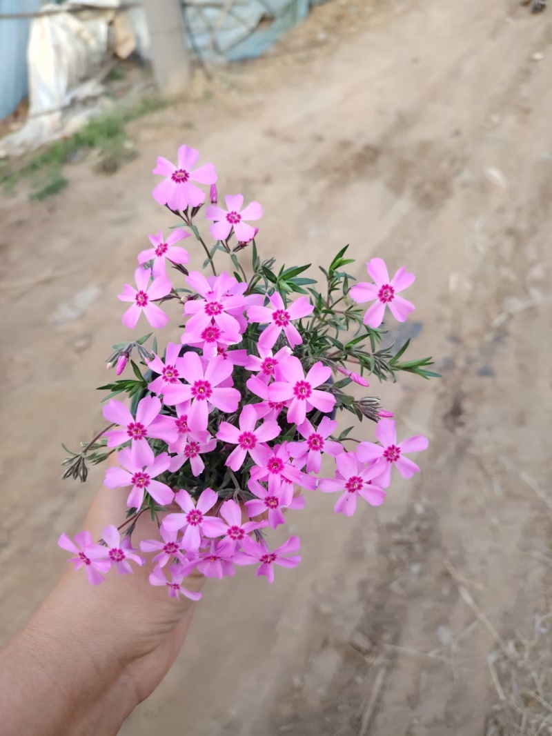 福禄考，宿根福禄考，芝樱基地直销常年供应各种绿化苗木