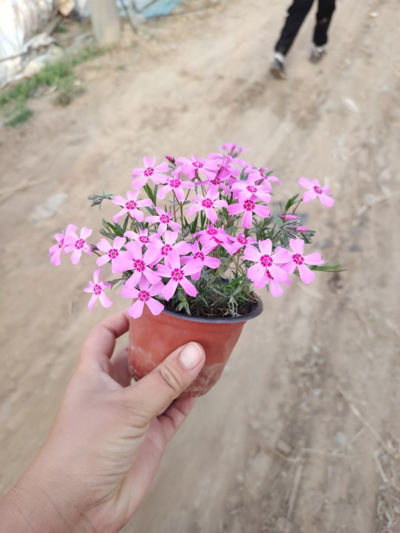 福禄考，宿根福禄考，芝樱基地直销常年供应各种绿化苗木
