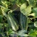 博洋9号甜瓜
