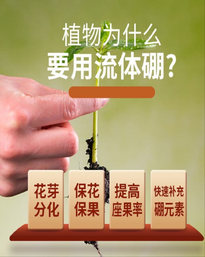 流体硼硼肥叶面肥花前肥促进花芽分化