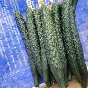 呱黄呱顶花带刺