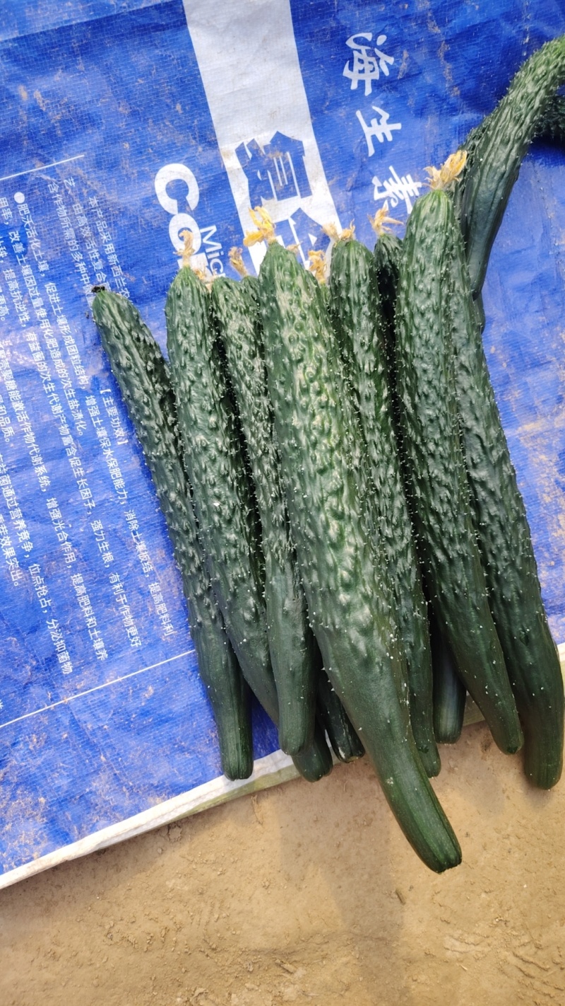 呱黄呱顶花带刺