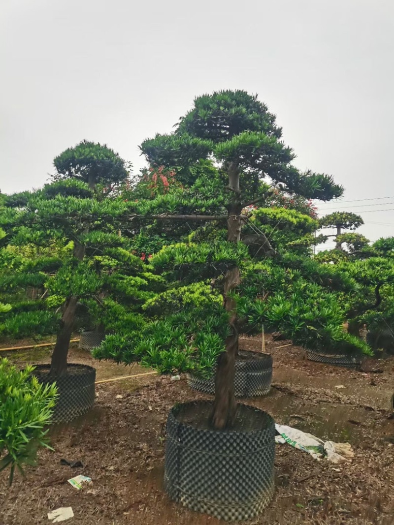 罗汉松基地直销规格齐全有需要种别墅的老板欢迎来电咨询