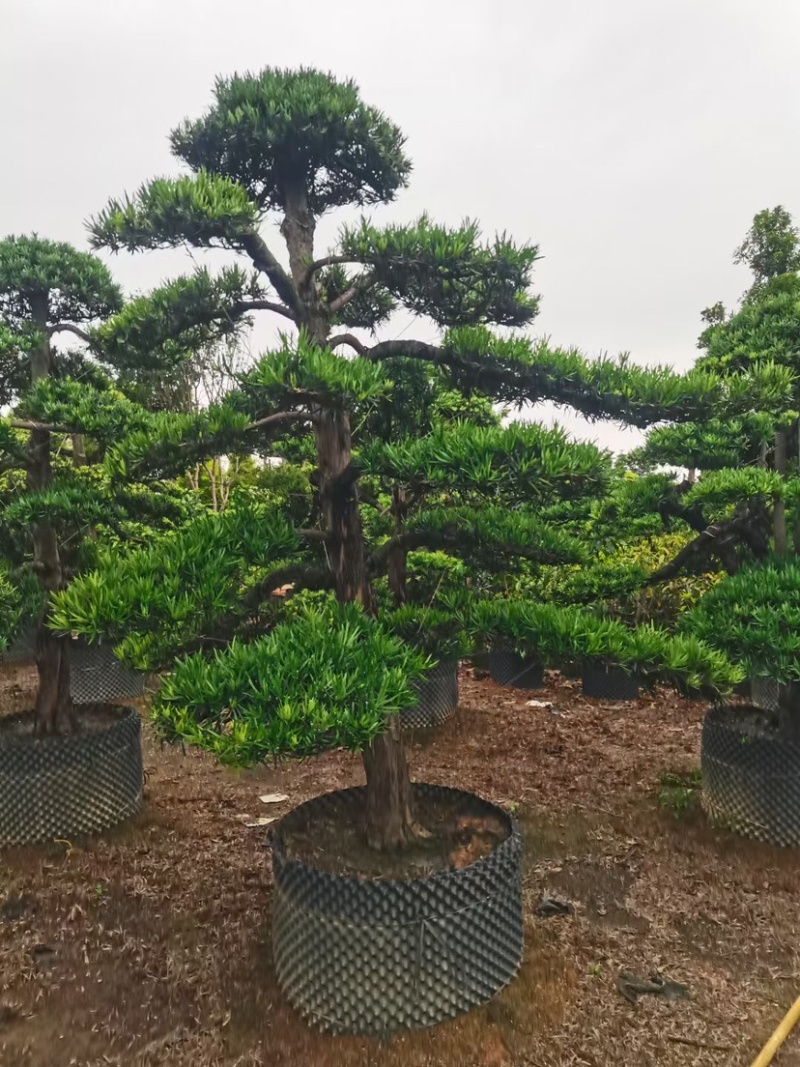 罗汉松基地直销规格齐全有需要种别墅的老板欢迎来电咨询