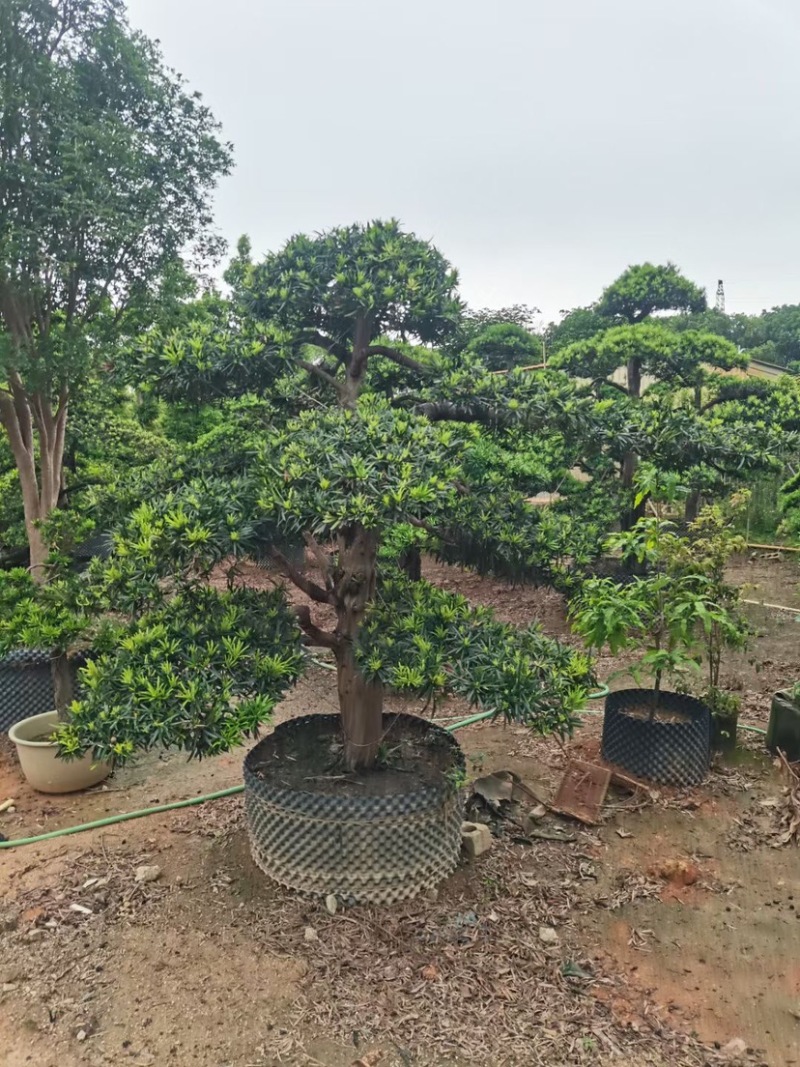 罗汉松基地直销规格齐全有需要种别墅的老板欢迎来电咨询