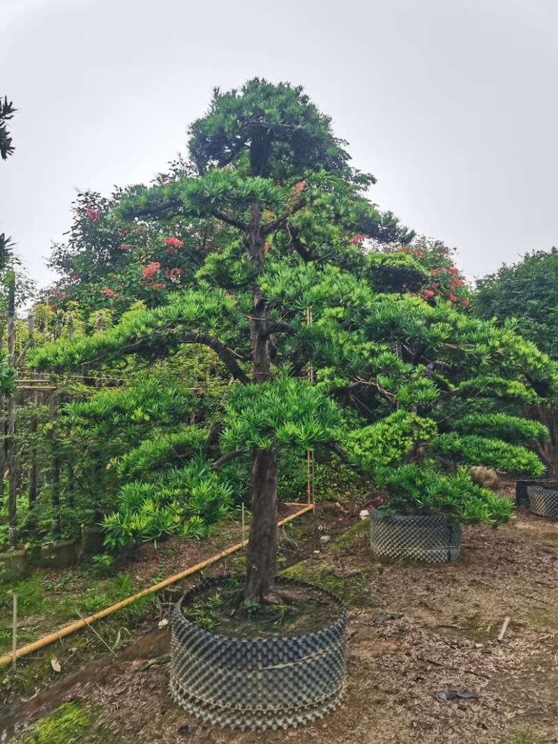 罗汉松基地直销规格齐全有需要种别墅的老板欢迎来电咨询