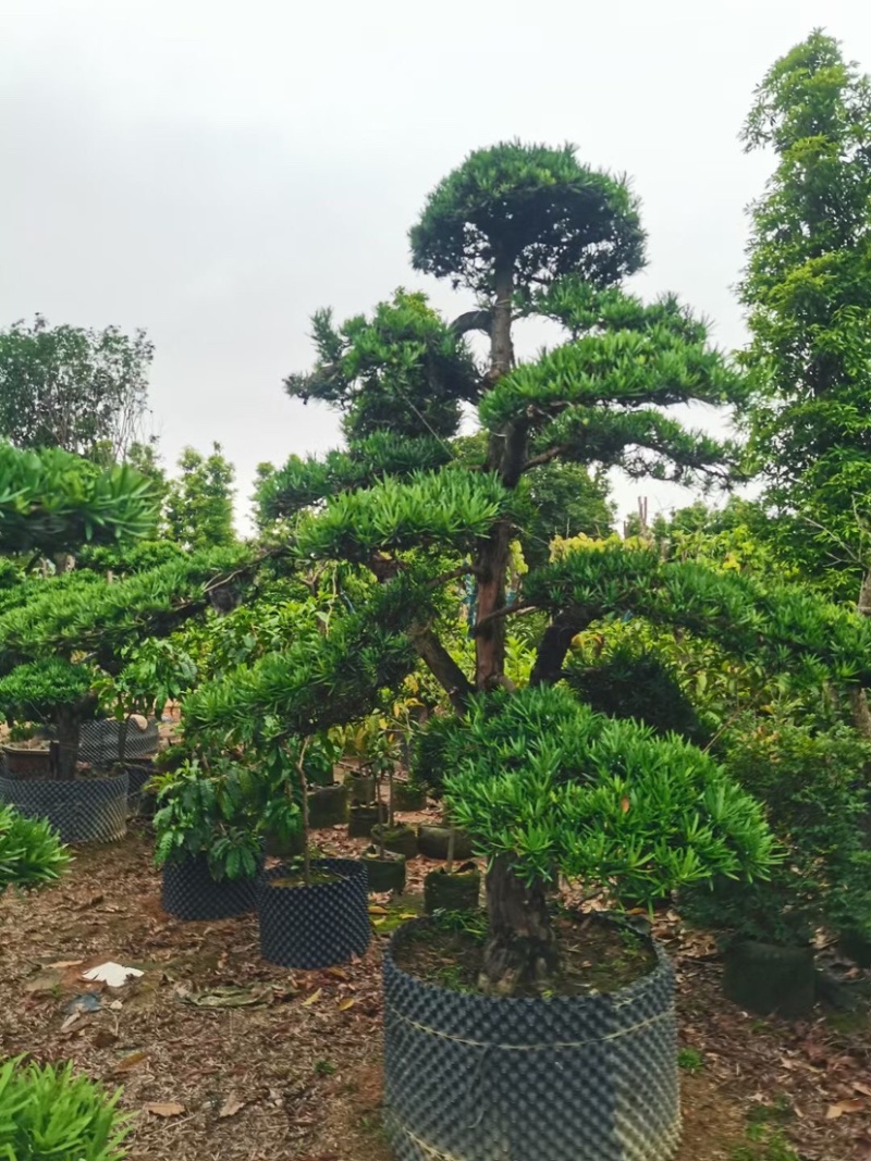 罗汉松基地直销规格齐全有需要种别墅的老板欢迎来电咨询