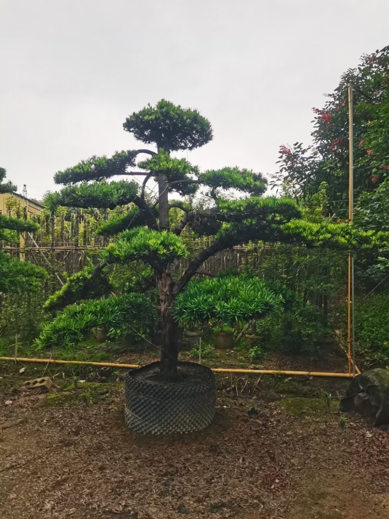 罗汉松基地直销规格齐全有需要种别墅的老板欢迎来电咨询