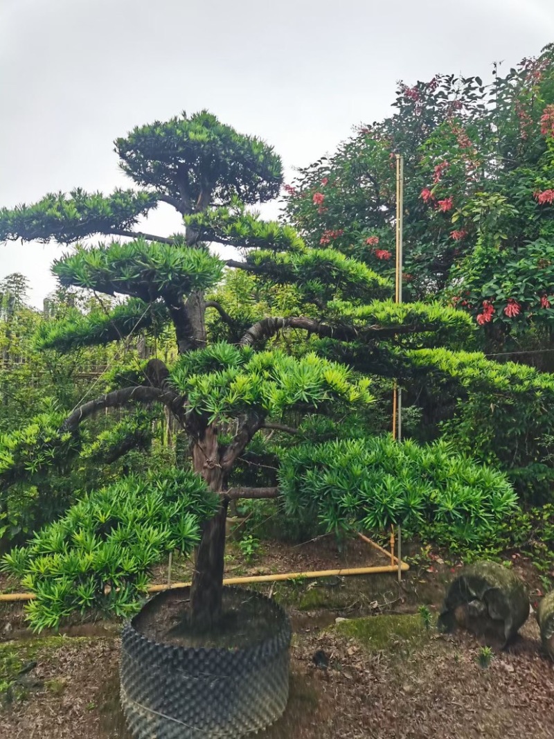 罗汉松基地直销规格齐全有需要种别墅的老板欢迎来电咨询