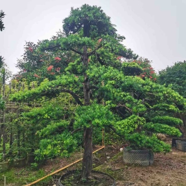 罗汉松基地直销规格齐全有需要种别墅的老板欢迎来电咨询