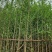 银杏树基地直销规格齐全欢迎老板来电咨询合作