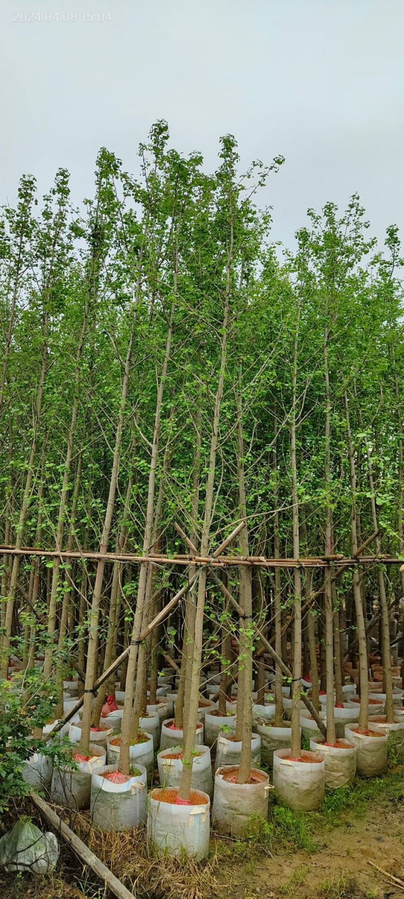 银杏树基地直销规格齐全欢迎老板来电咨询合作