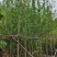 银杏树基地直销规格齐全欢迎老板来电咨询合作