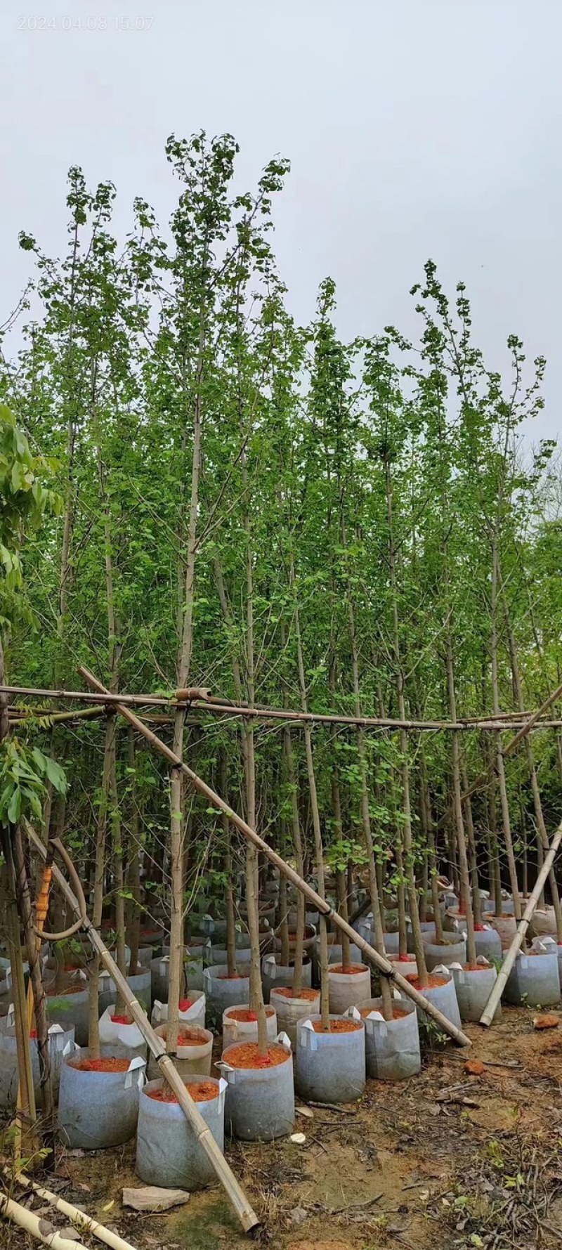银杏树基地直销规格齐全欢迎老板来电咨询合作