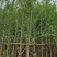 银杏树基地直销规格齐全欢迎老板来电咨询合作