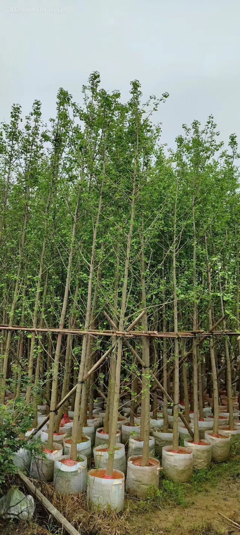 银杏树基地直销规格齐全欢迎老板来电咨询合作
