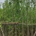 银杏树基地直销规格齐全欢迎老板来电咨询合作