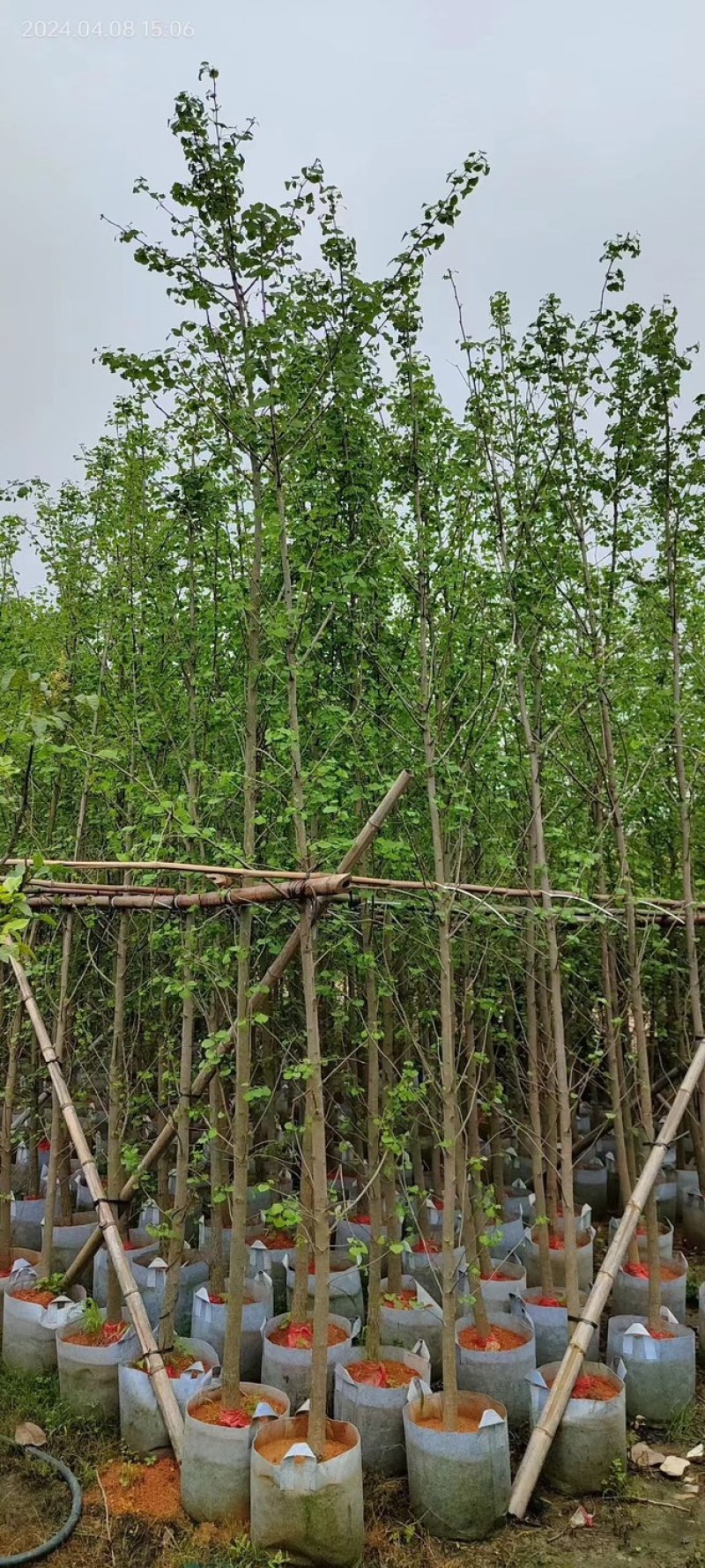 银杏树基地直销规格齐全欢迎老板来电咨询合作