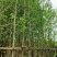 银杏树基地直销规格齐全欢迎老板来电咨询合作