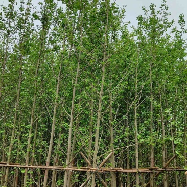 银杏树基地直销规格齐全欢迎老板来电咨询合作