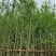 银杏树基地直销规格齐全欢迎老板来电咨询合作