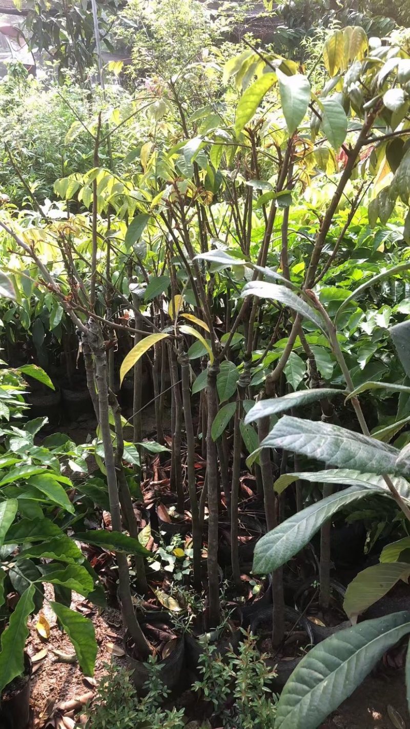 嫁接杯苗，三棯橄榄，灵峰橄榄，苏州橄榄基地直销规格齐全