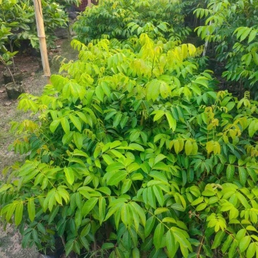 嫁接杯苗，三棯橄榄，灵峰橄榄，苏州橄榄基地直销规格齐全