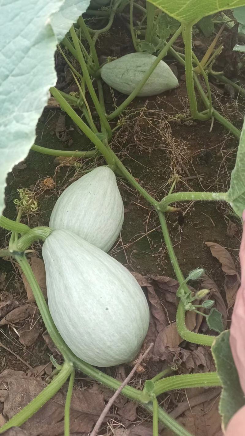 丑南瓜