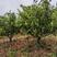 7年生杂柑树，地径3厘米起，高1.5米起，50元一株起。