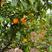 7年生杂柑树，地径3厘米起，高1.5米起，50元一株起。