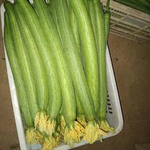 河南丝瓜，鲜花丝瓜大量供应，新鲜采摘量大从优产地直发