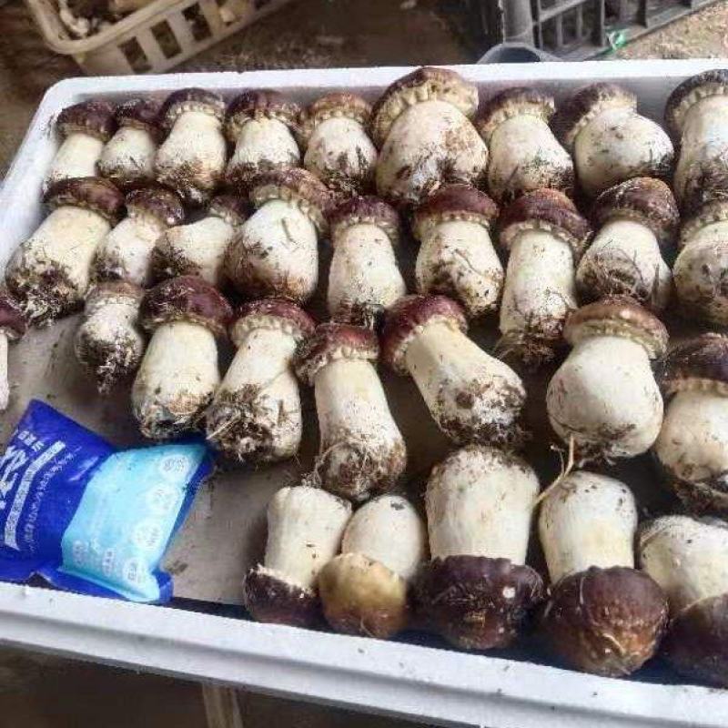 赤松茸大球盖菇
