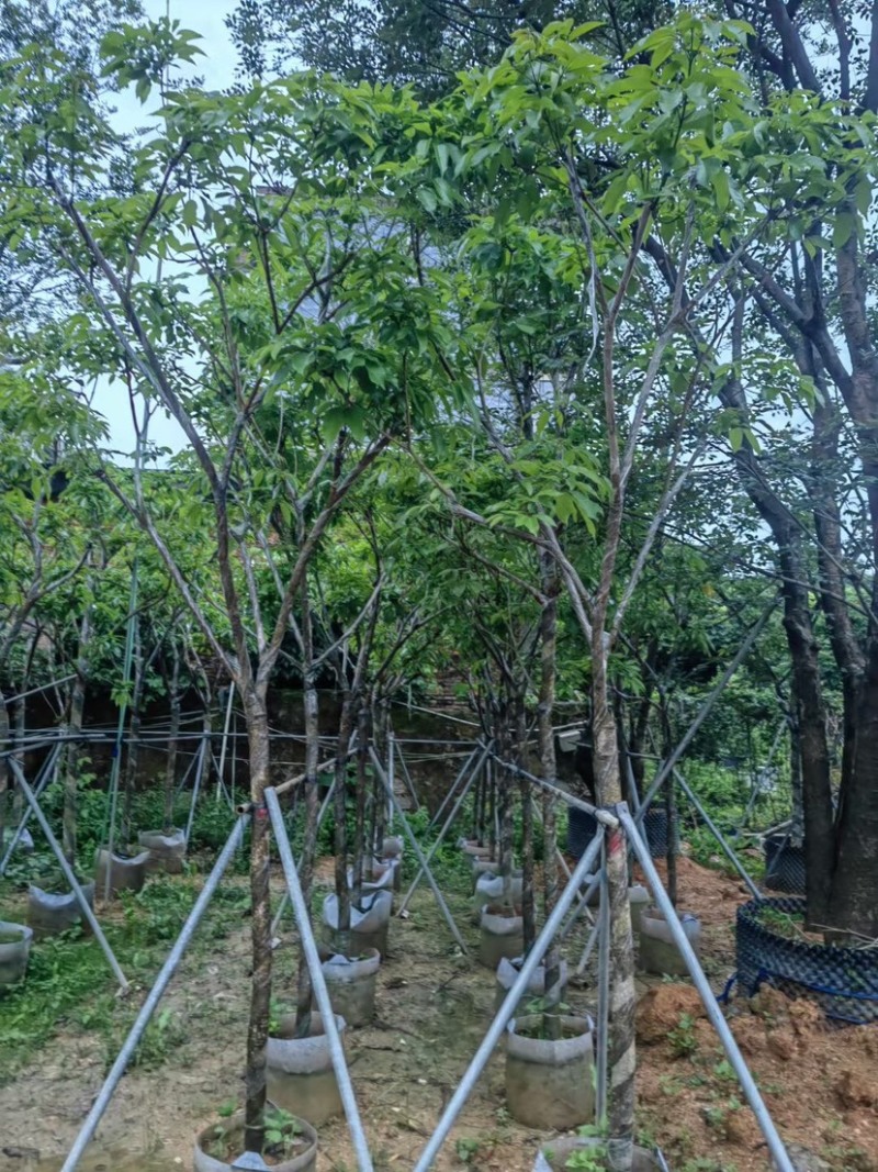 紫花风铃木大骨架基地直销规格齐全欢迎老板来电咨询合作