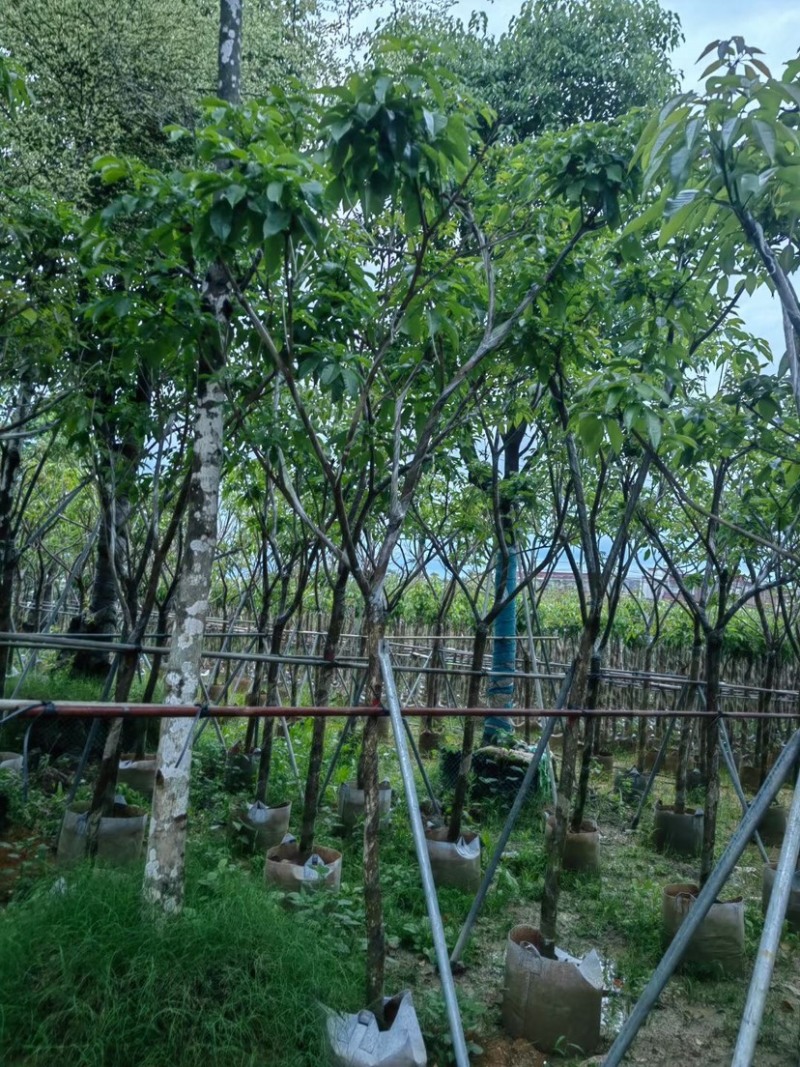 紫花风铃木大骨架基地直销规格齐全欢迎老板来电咨询合作