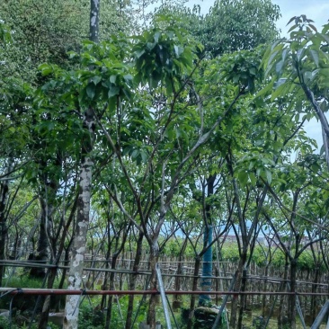 紫花风铃木大骨架基地直销规格齐全欢迎老板来电咨询合作