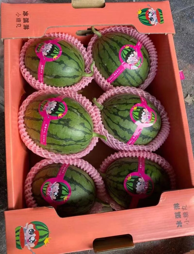 安徽小糖丸2K小西瓜早春红玉手掰西瓜产地直发