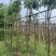 紫花风铃木基地直销规格齐全欢迎老板来电咨询合作
