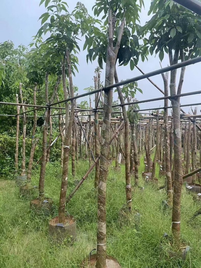 紫花风铃木基地直销规格齐全欢迎老板来电咨询合作
