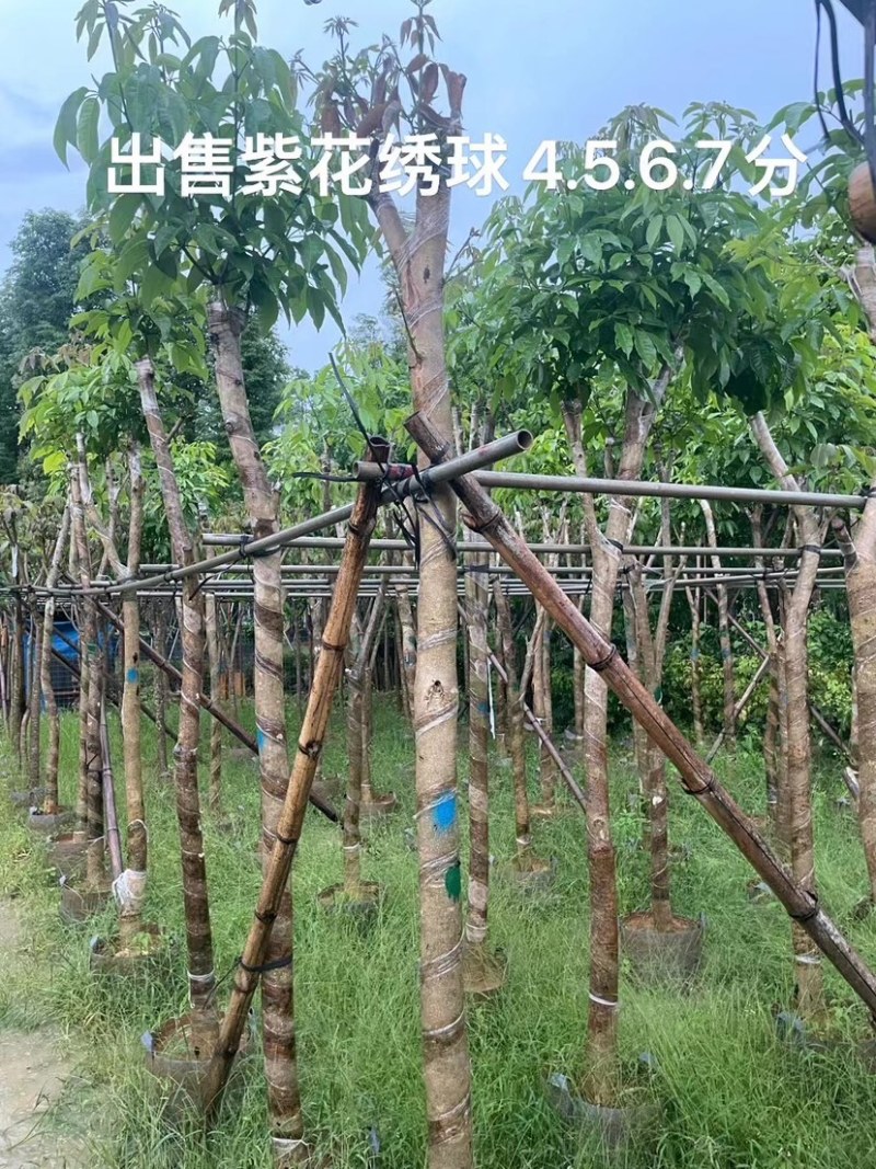 紫花风铃木基地直销规格齐全欢迎老板来电咨询合作