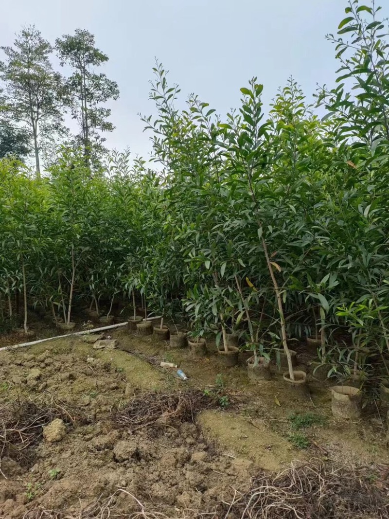 大叶相思苗基地直销规格齐全欢迎老板来电咨询合作