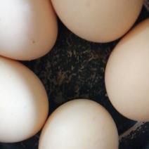 正宗家养草鸡蛋大量批发，超市，饭店等等需要的可以可